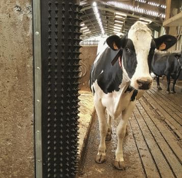 Механическая щетка-чесалка для коров Dairy Scratchy